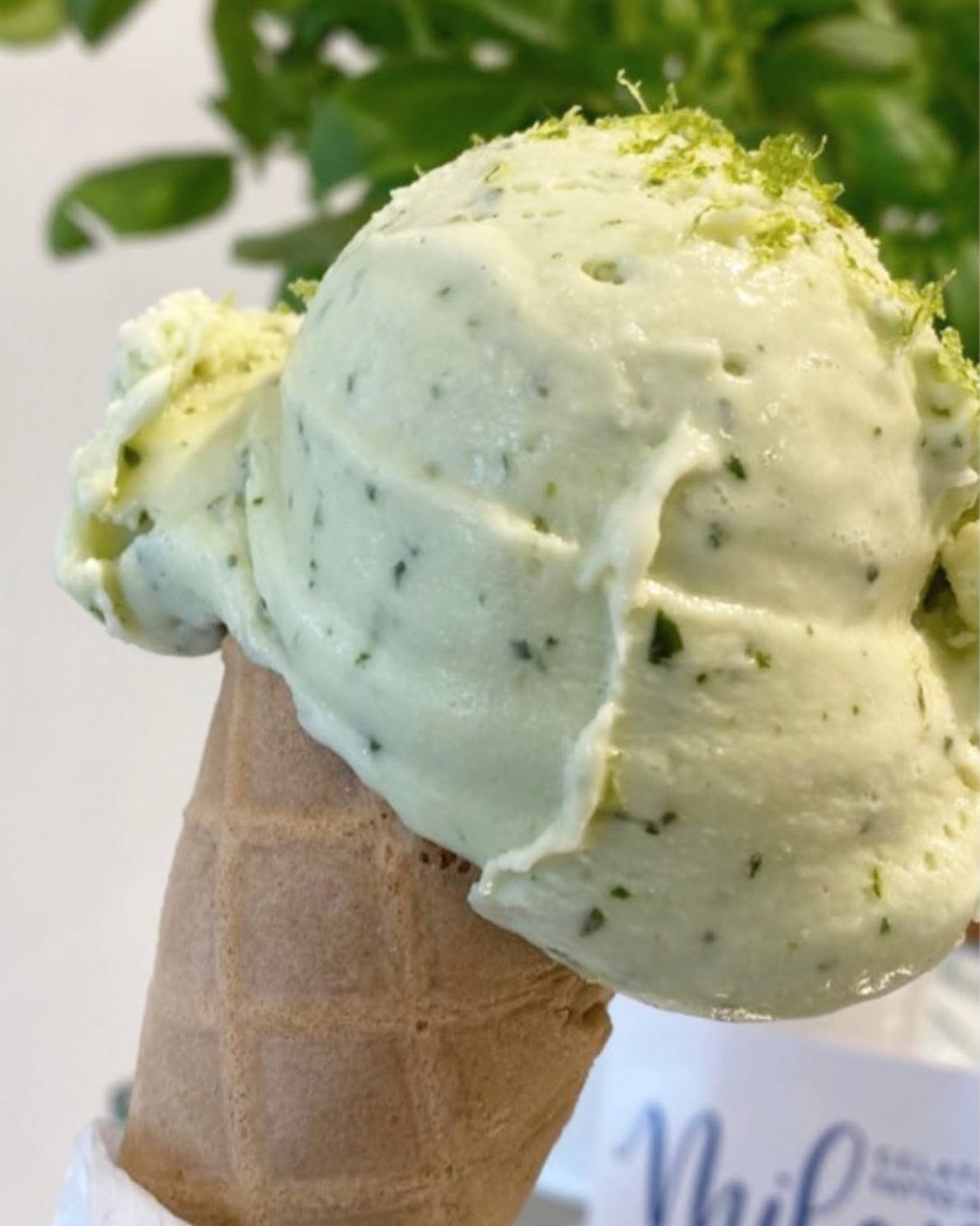 Crema di Basilico